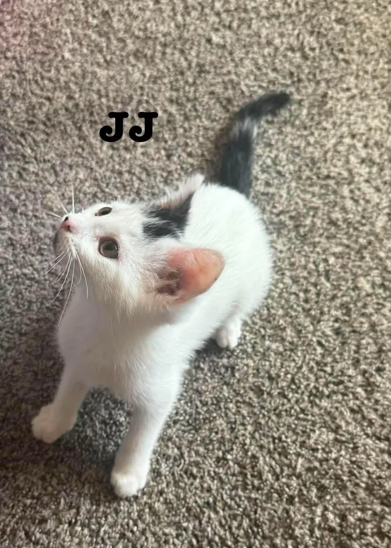 JJ Jan's Litter