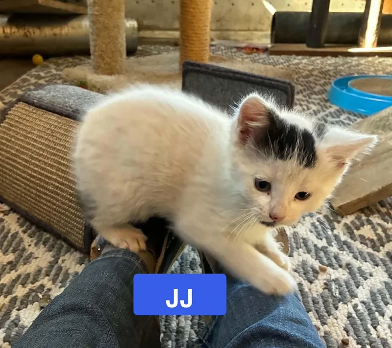 JJ  Jan's Litter thumbnail 2