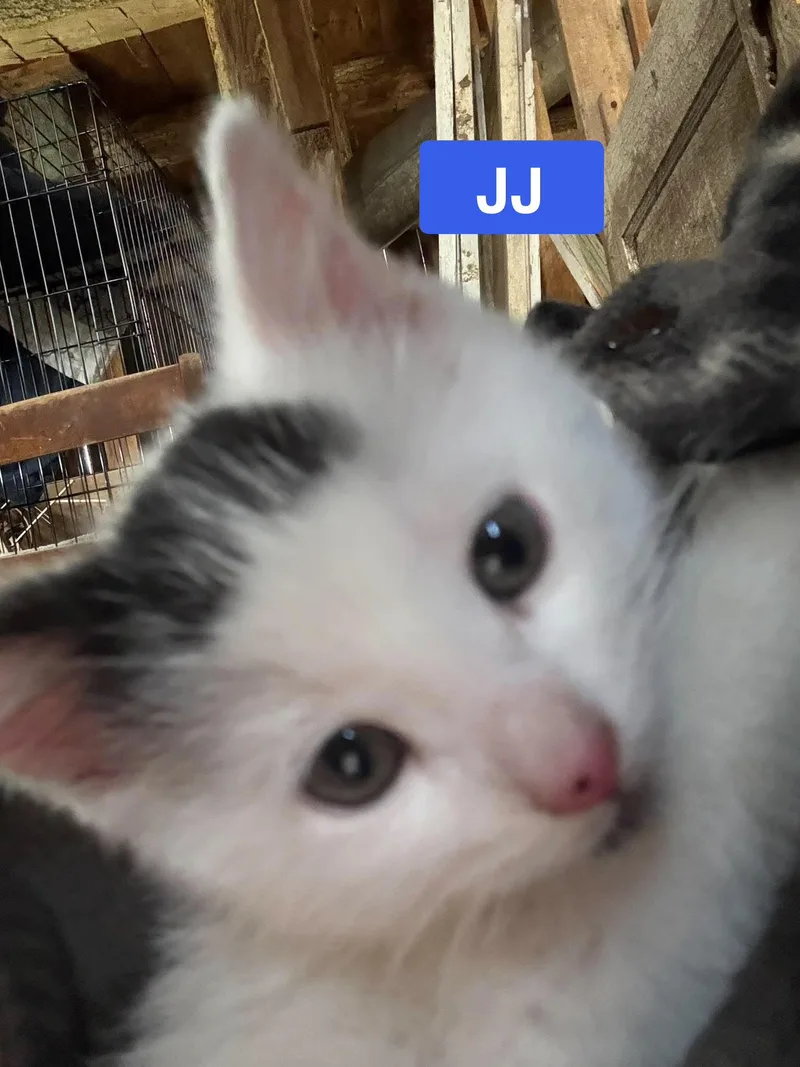 JJ  Jan's Litter thumbnail 3