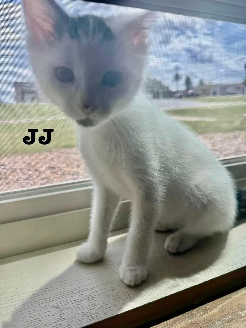 JJ  Jan's Litter thumbnail 4