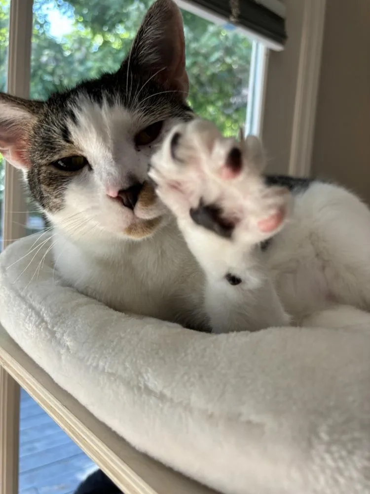 Mcflurry thumbnail 3