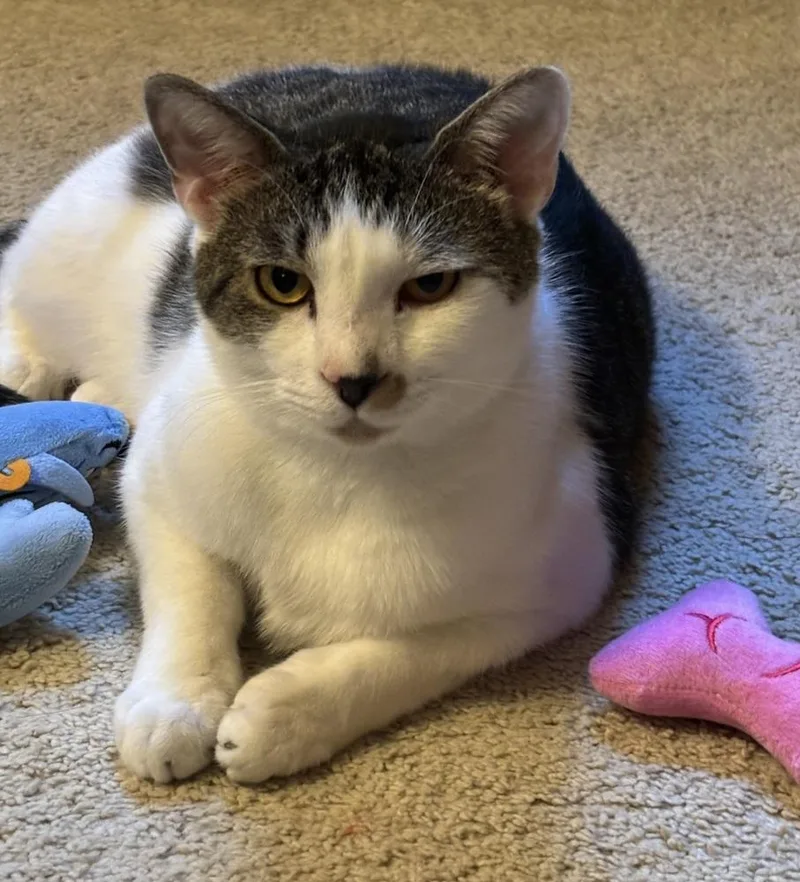 Mcflurry thumbnail 4