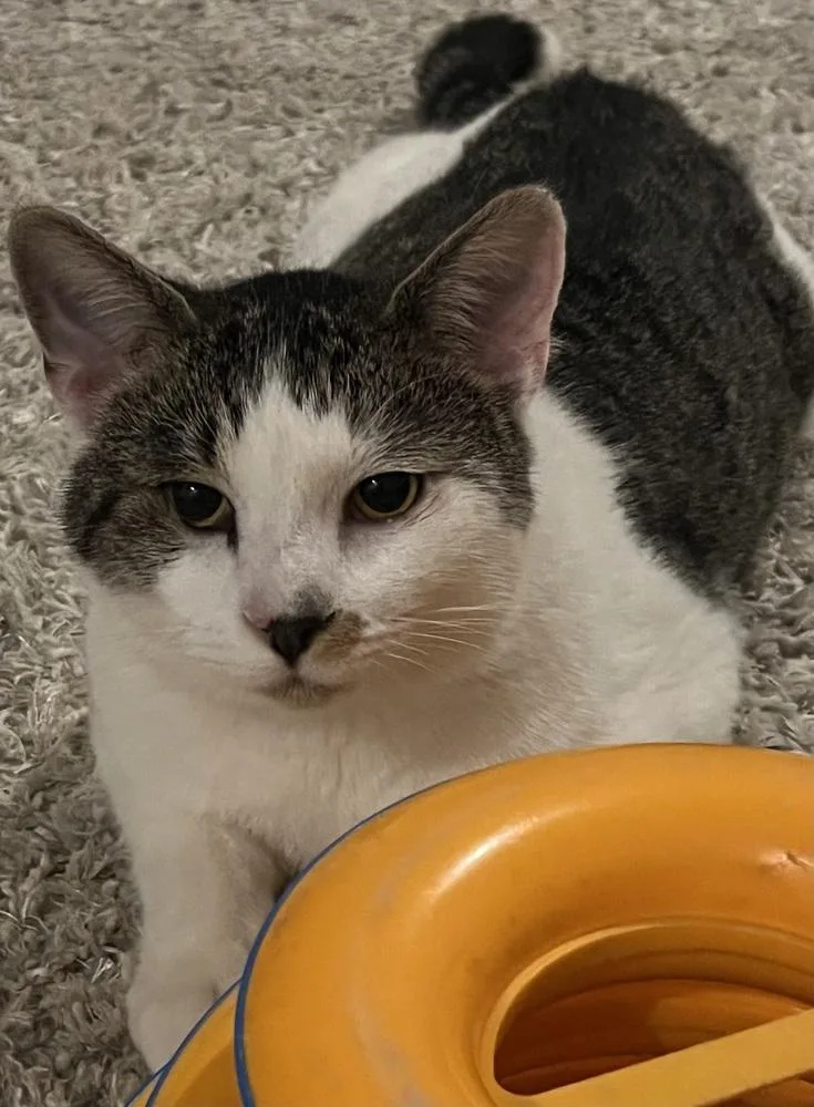 Mcflurry thumbnail 5