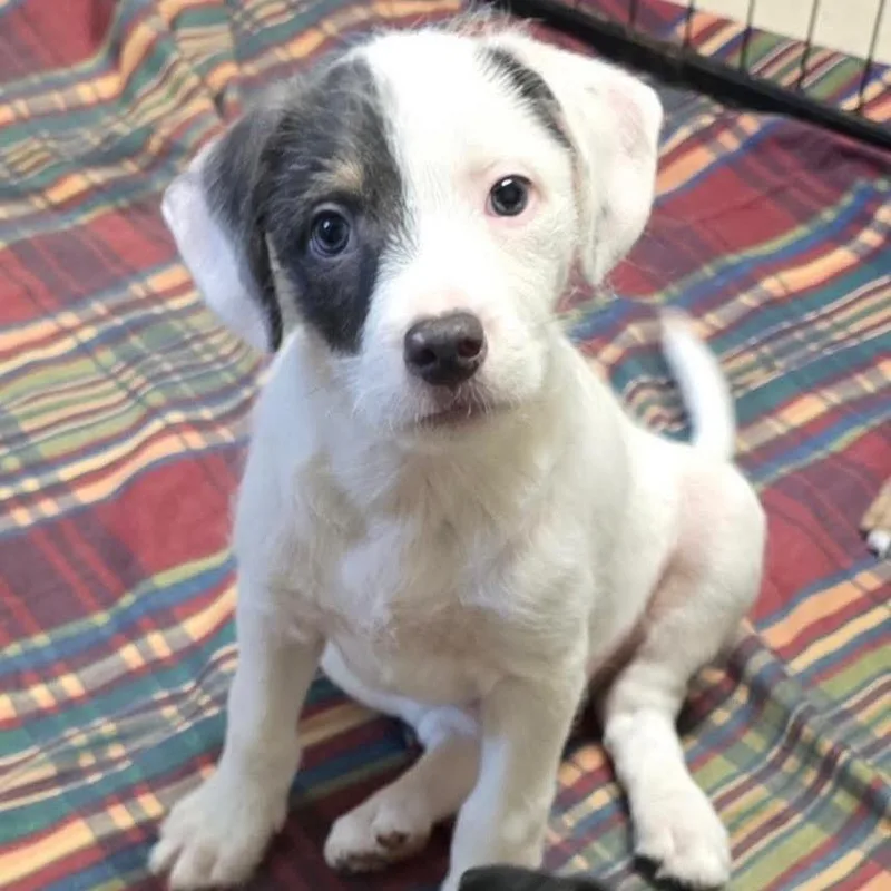 A baby medium-sized male White / Cream Mixed Breed dog named Sailor for adoption in Wappingers Falls, NY