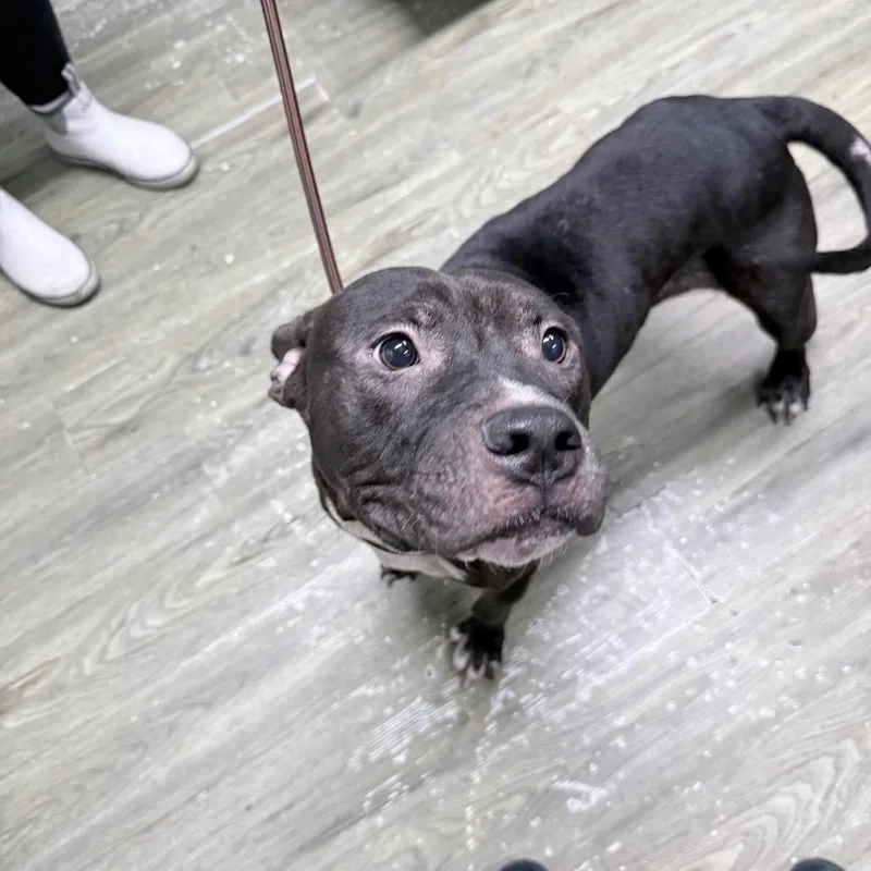 An adult medium-sized male Black Mixed Breed dog named Blaine for adoption in Summerville, SC