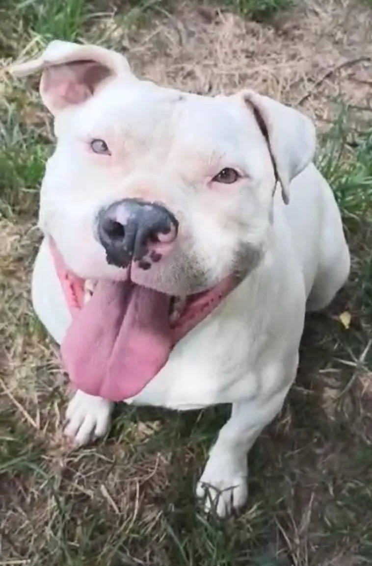 An adult medium-sized female Gray / Blue / Silver American Bully dog named Mandy for adoption in Fort Payne, AL