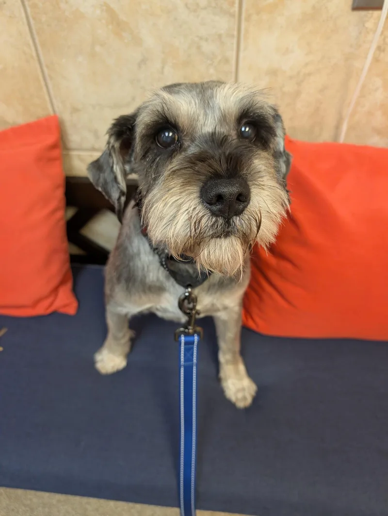 An adult medium-sized male Schnauzer dog named Spencer for adoption in Ceres, VA