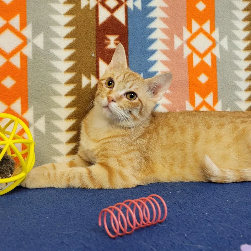 Petra thumbnail 2