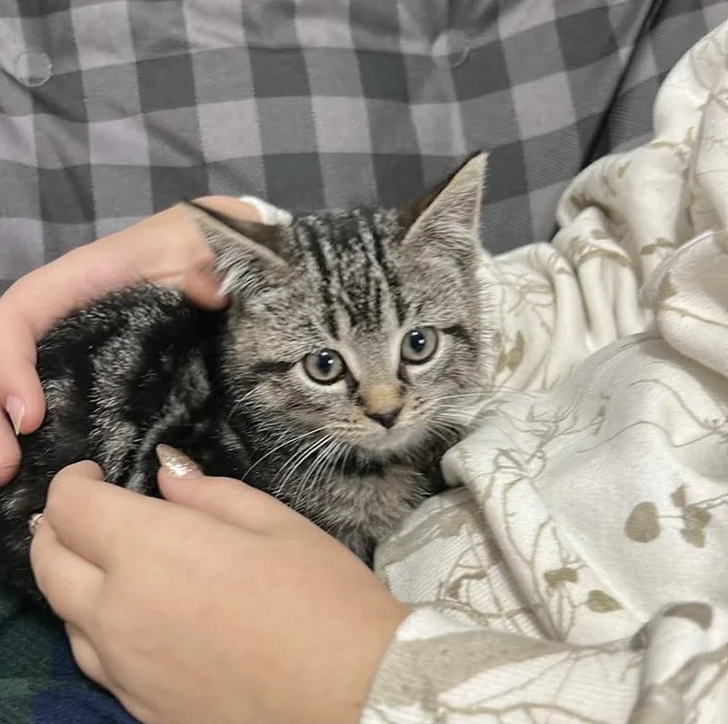 A baby medium-sized male Domestic Short Hair cat named Leo for adoption in Detroit, MI