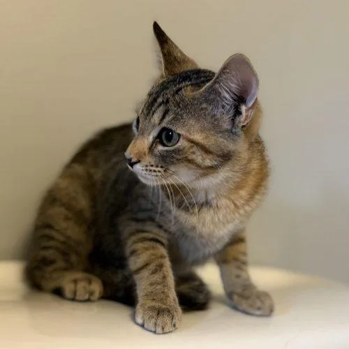 A baby small-sized female Brown / Chocolate Tabby cat named Spinelli for adoption in Knoxville, TN
