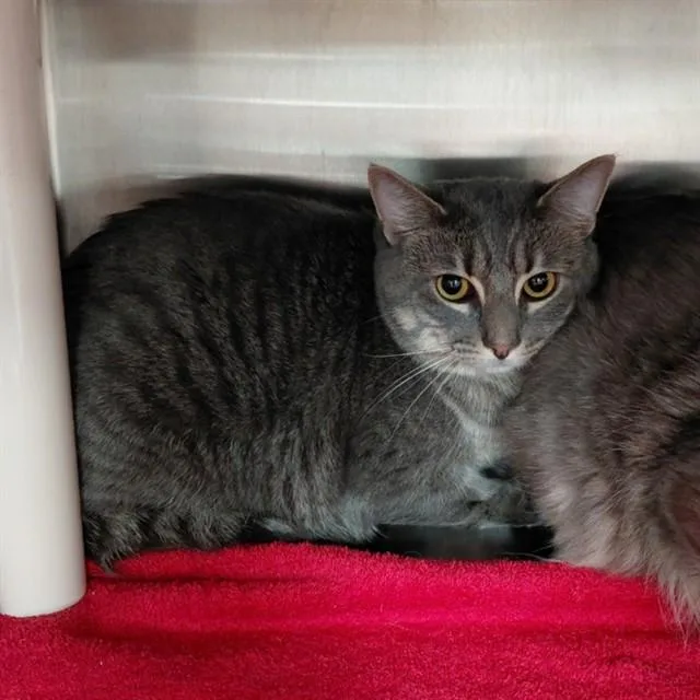 A young medium-sized male Domestic Short Hair cat named Leopold for adoption in Huntsville, AL