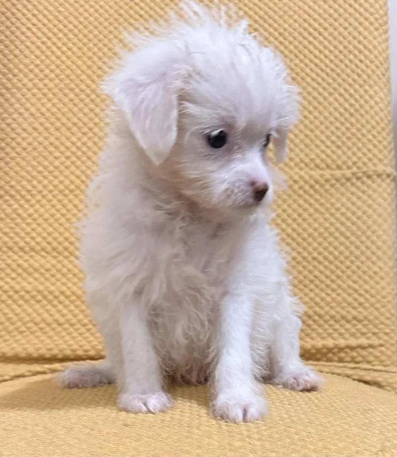 A baby small-sized male White / Cream Shih Tzu dog named Denver for adoption in Charlotte, NC