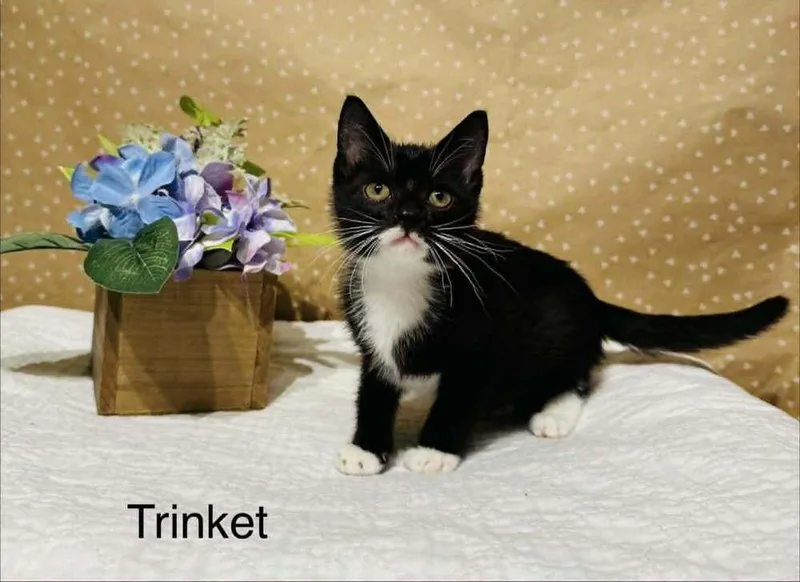 A baby small-sized male Domestic Short Hair cat named Trinket for adoption in Groveland, MA