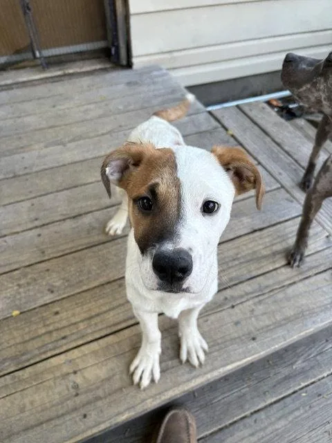 A young medium-sized male Cattle Dog named Jetsam for adoption in Salt Lake City, UT
