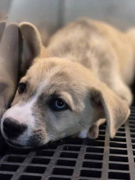 A baby small-sized female Terrier dog named Pen for adoption in Lawrenceville, GA