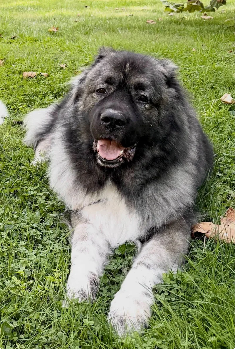 A senior extra large-sized male Bicolor Caucasian Sheepdog / Caucasian Ovtcharka dog named Goliath for adoption in Alvin, TX