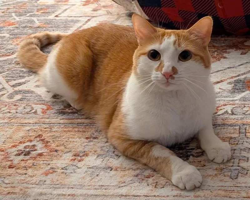 An adult small-sized male Orange & White Domestic Short Hair cat named Scottie for adoption in Cookeville, TN