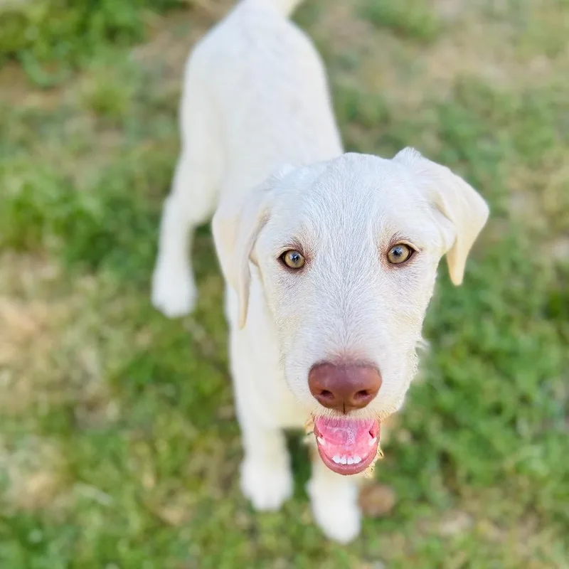 A baby medium-sized male White / Cream Poodle dog named Ward for adoption in Brownsboro, AL
