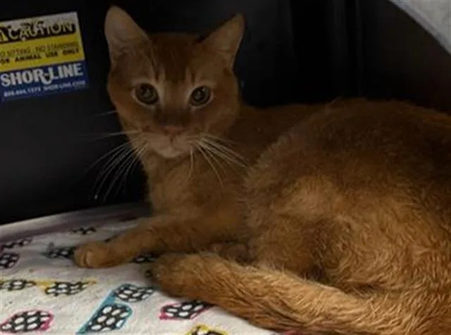 A young medium-sized male Domestic Short Hair cat named Bowie for adoption in Dallas, TX