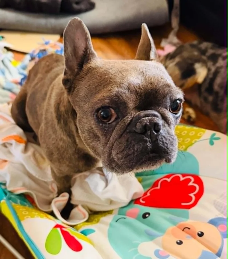 An adult small-sized female Brindle French Bulldog dog named Cera for adoption in Piedmont, OK