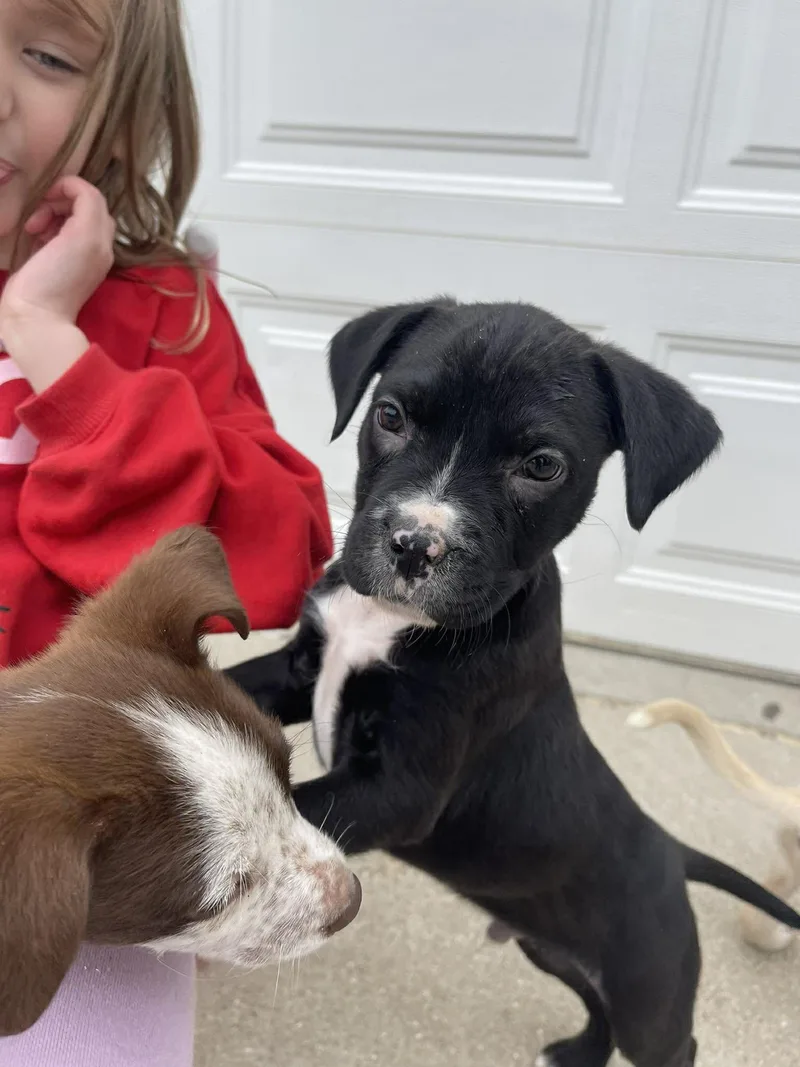 A baby medium-sized male Mixed Breed dog named Cletus for adoption in Clinton, WI