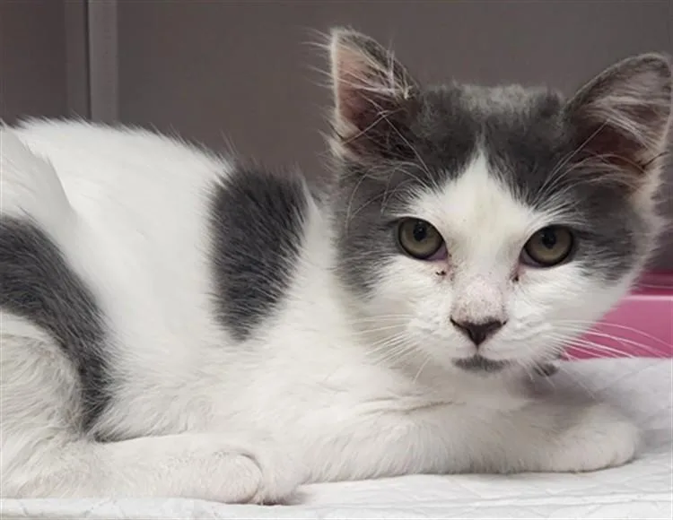A baby small-sized female Domestic Short Hair cat named Duchess for adoption in Van Nuys, CA