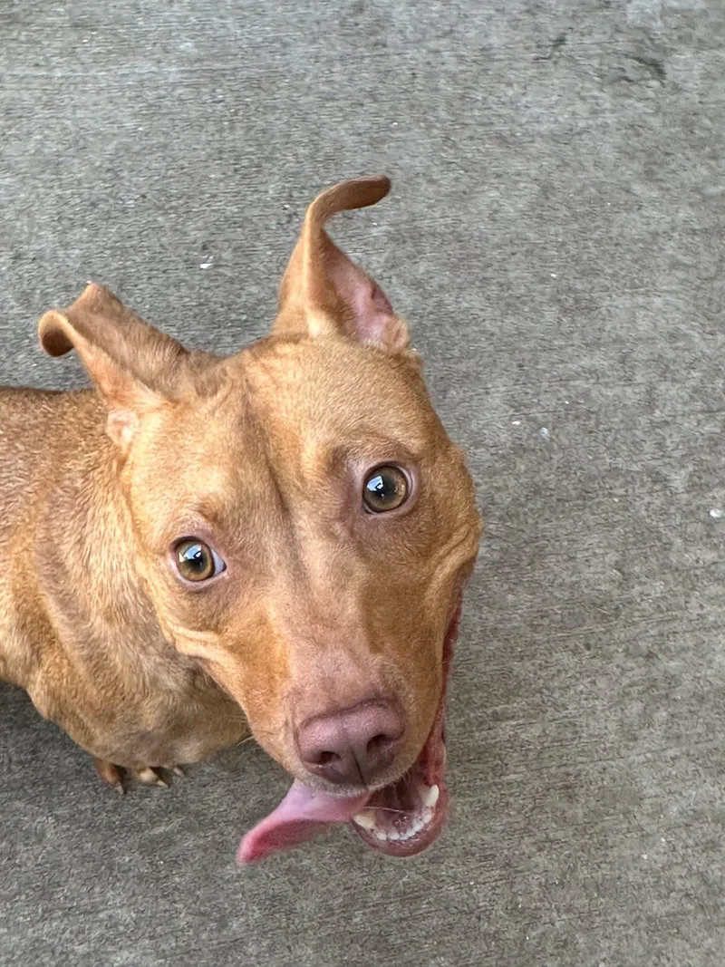 A young medium-sized female Brown / Chocolate Pit Bull Terrier dog named Fireball for adoption in Chicago, IL