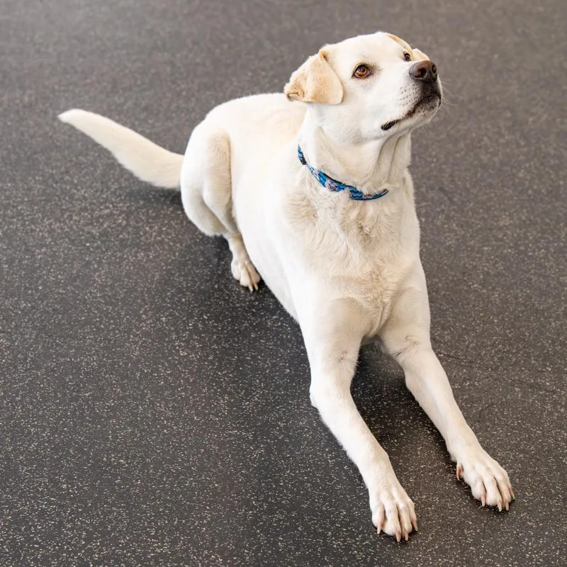 Felix Avail By Appt thumbnail 2