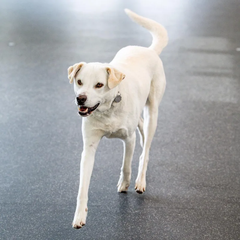 Felix Avail By Appt thumbnail 3