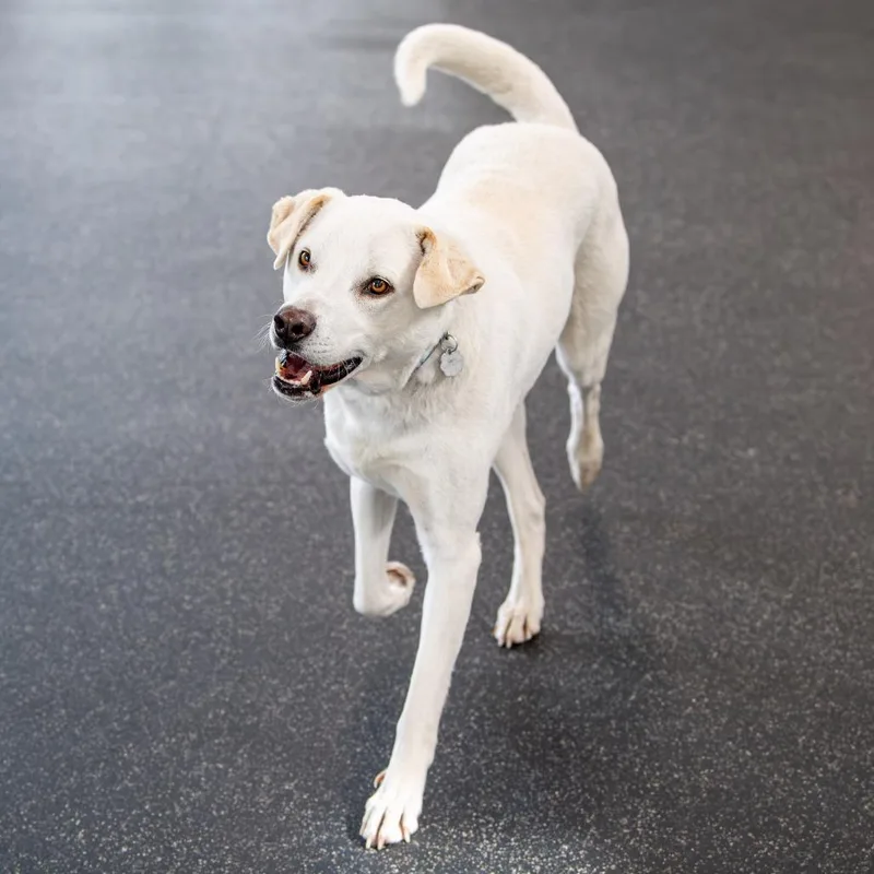 Felix Avail By Appt thumbnail 4