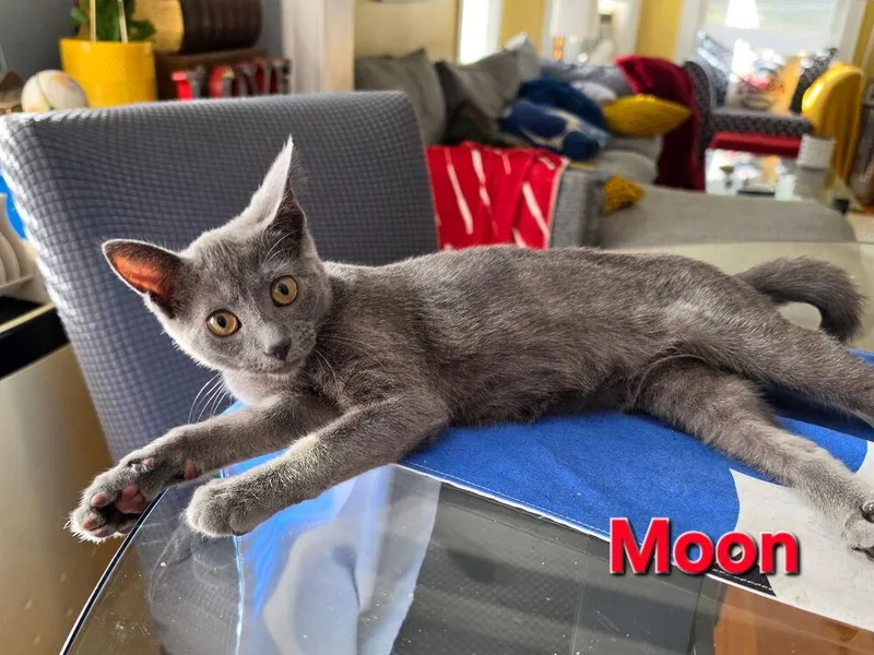 Moon