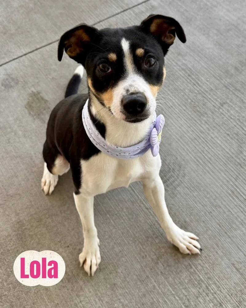 A young small-sized female Terrier dog named Lola for adoption in Washington , PA