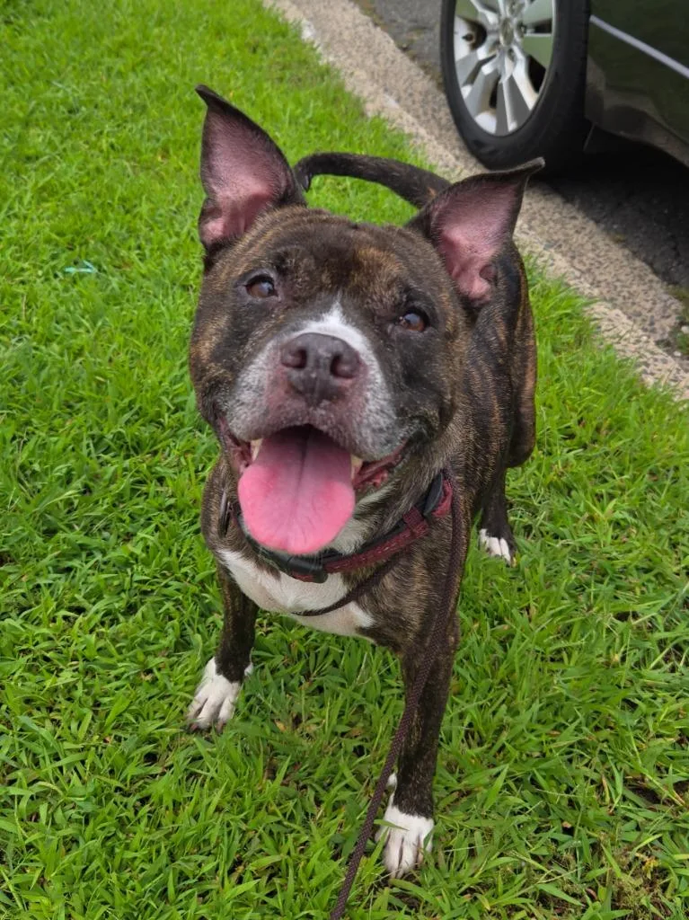 A senior medium-sized female Boston Terrier dog named Frieda for adoption in Trenton, NJ