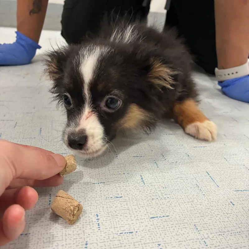 A baby small-sized female Black Australian Shepherd dog named Atalanta for adoption in Northbrook, IL