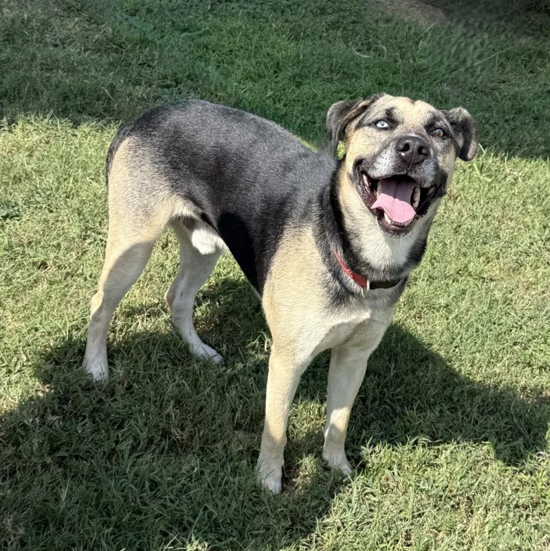 A young medium-sized male German Shepherd Dog dog named Diego for adoption in Brenham, TX