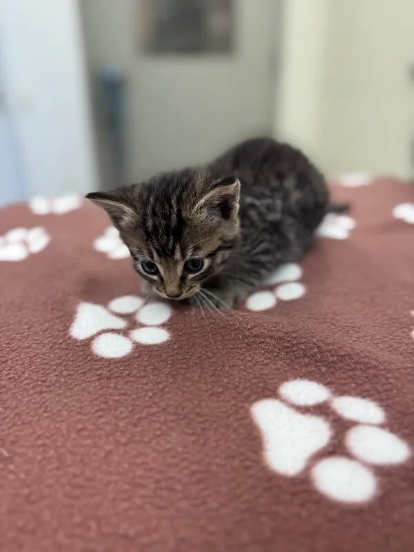 A young medium-sized female Tabby (Brown / Chocolate) Domestic Short Hair cat named Suspect for adoption in Disputanta, VA