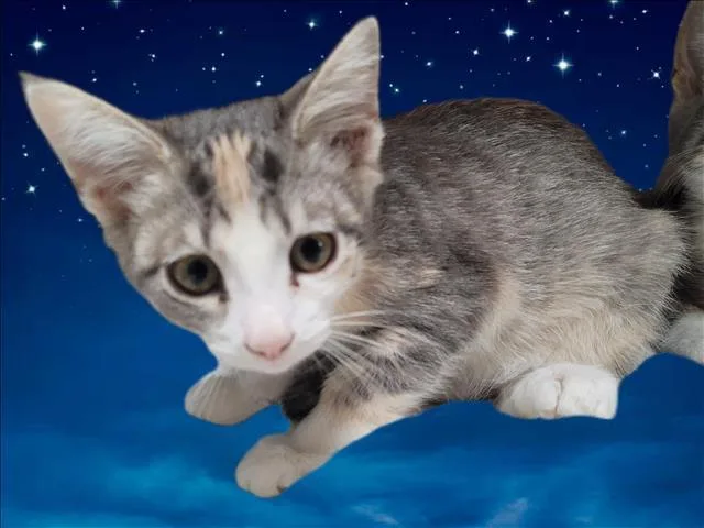A baby medium-sized female Domestic Short Hair cat named Sue Flay for adoption in Los Angeles, CA