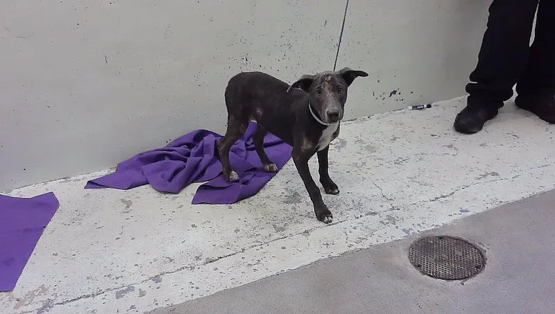 A baby medium-sized male Staffordshire Bull Terrier dog named Hall for adoption in Houston, TX