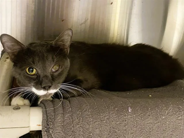 An adult medium-sized male Domestic Short Hair cat named Robert for adoption in Tustin, CA