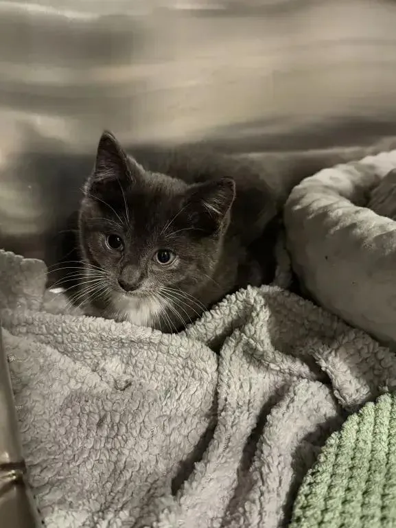 A baby small-sized male Domestic Short Hair cat named Kai for adoption in Grand Rapids, MI