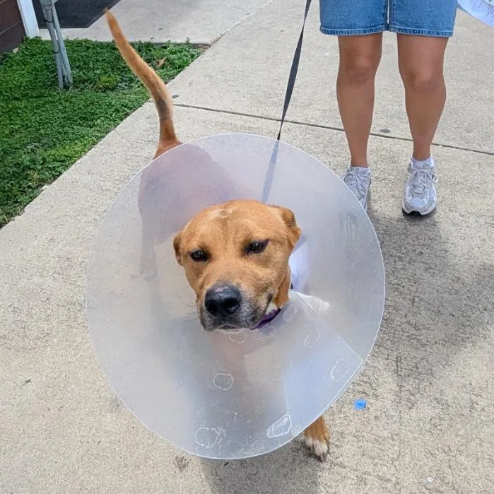 An adult medium-sized male Yellow / Tan / Blond / Fawn Basenji dog named Parker for adoption in Hagerstown, MD