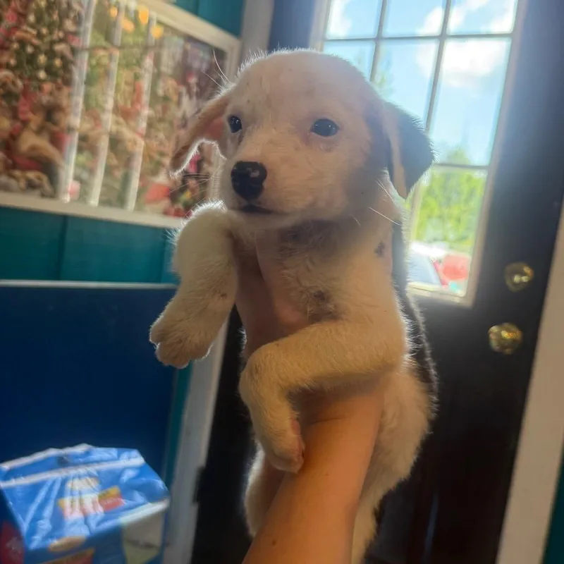 A baby small-sized female Australian Shepherd dog named Callie for adoption in Randolph, NJ