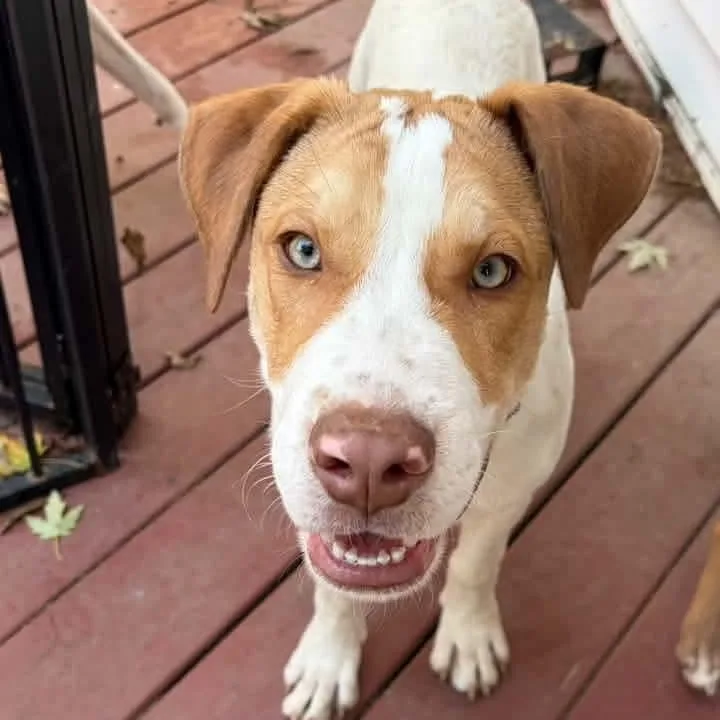 A baby large-sized male Mixed Breed dog named Cal for adoption in East Peoria, IL