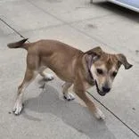 A baby small-sized male Retriever dog named Benson for adoption in Woodstock, IL