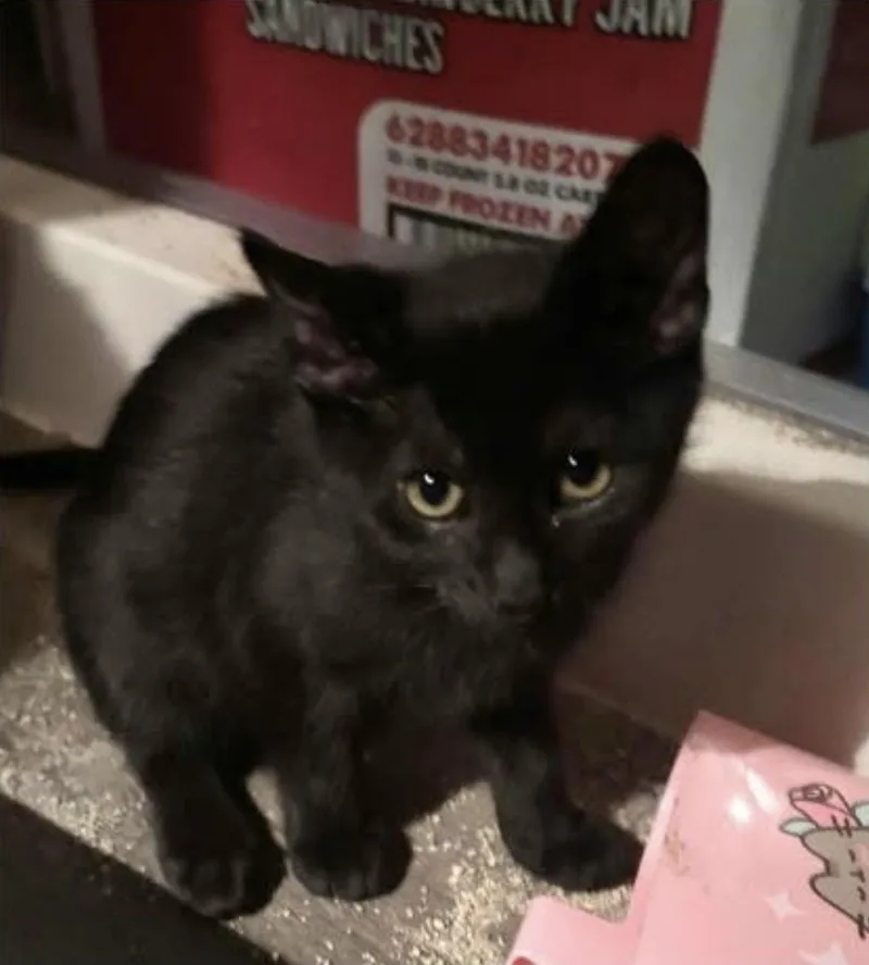 A baby medium-sized female Black Domestic Short Hair cat named Cherry Blossom for adoption in Eugene, OR