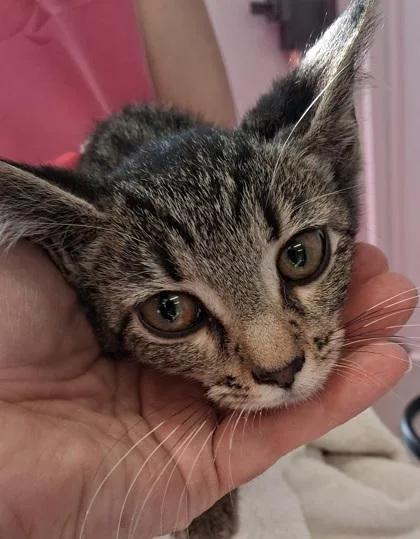 A young small-sized female Domestic Short Hair cat named Uma for adoption in Lafayette, IN