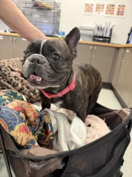 An adult small-sized female French Bulldog dog named Pretty Girl for adoption in Van Nuys, CA