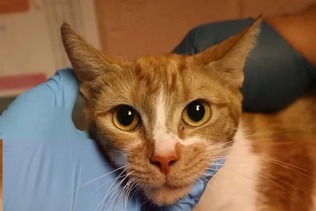Peaches
