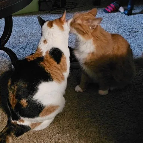 An adult small-sized female Calico Domestic Short Hair cat named Tarot for adoption in Downers Grove, IL