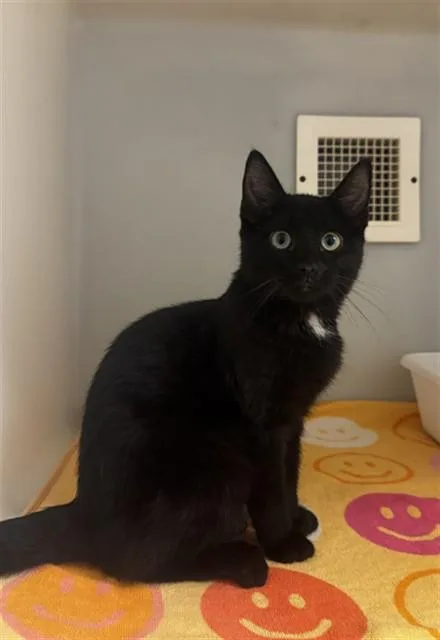 A baby medium-sized male Domestic Short Hair cat named Jalapeno for adoption in Statesville, NC